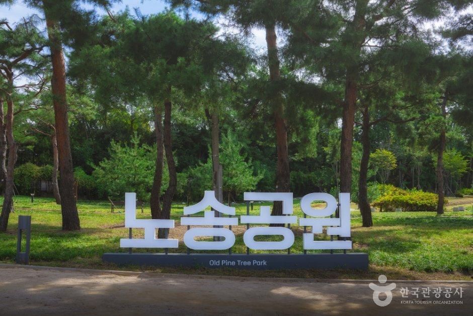 노송지대