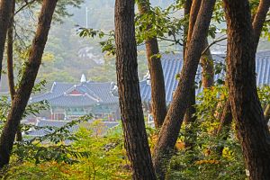 Magoksa Natural Pine Forest Trail