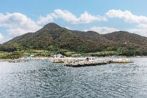 비진도