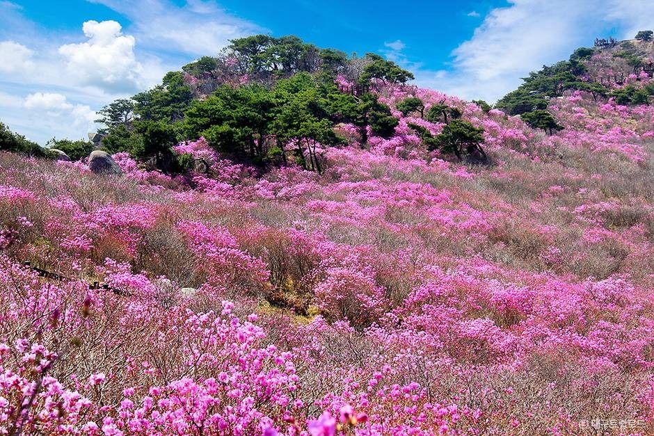 비슬산군립공원