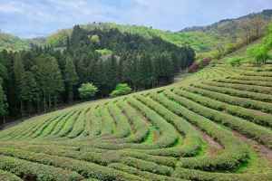 Daehan Dawon Tea Plantation