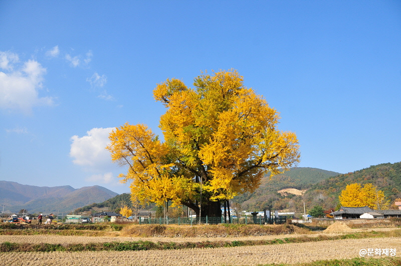 울주 구량리 은행나무