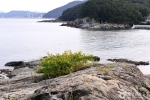 모사금해수욕장
