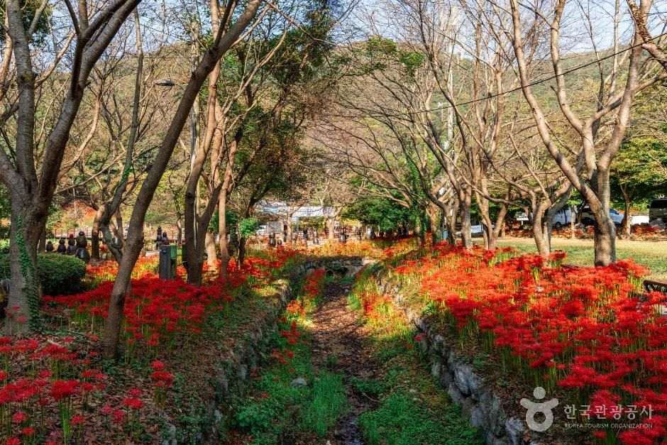 용천사 꽃무릇공원