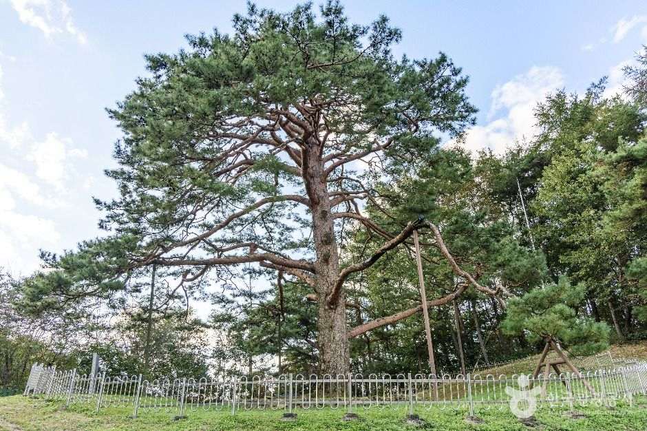괴산 적석리 소나무