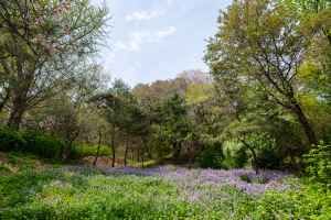 Jardin botanique de Namsan
