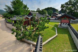 Hyangnamu Tree in Changdeokgung Palace