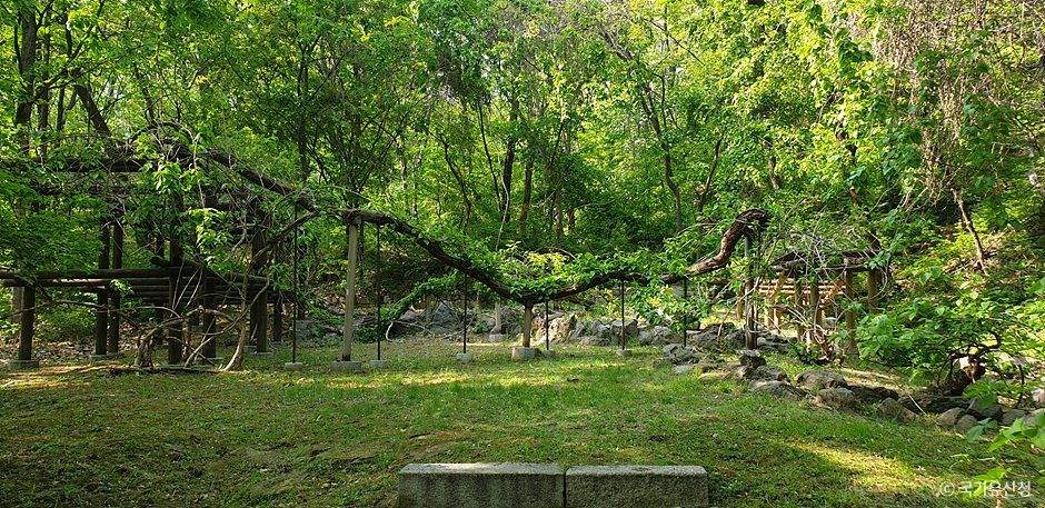 Daraenamu Tree in Changdeokgung Palace
