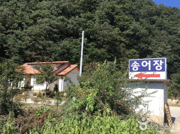 민지송어장