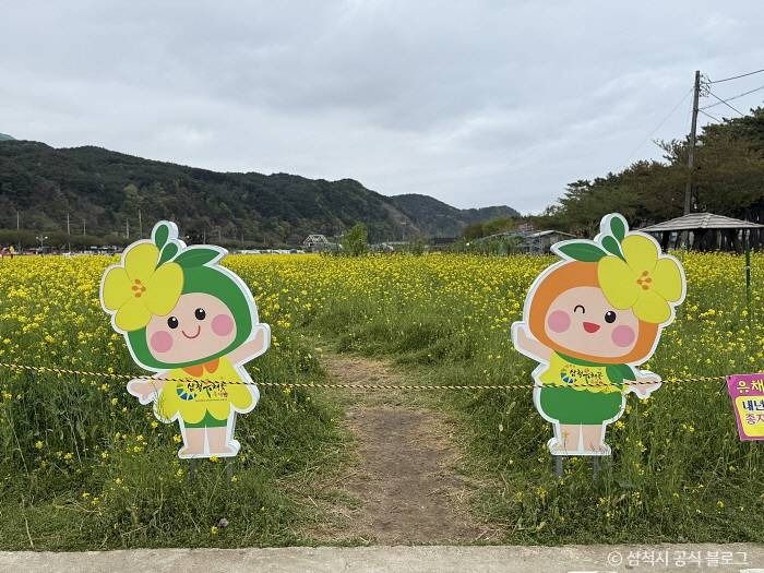 삼척 맹방 유채밭