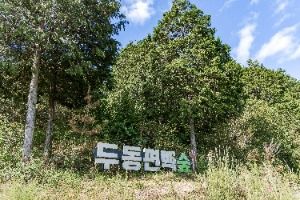 두동편백나무숲