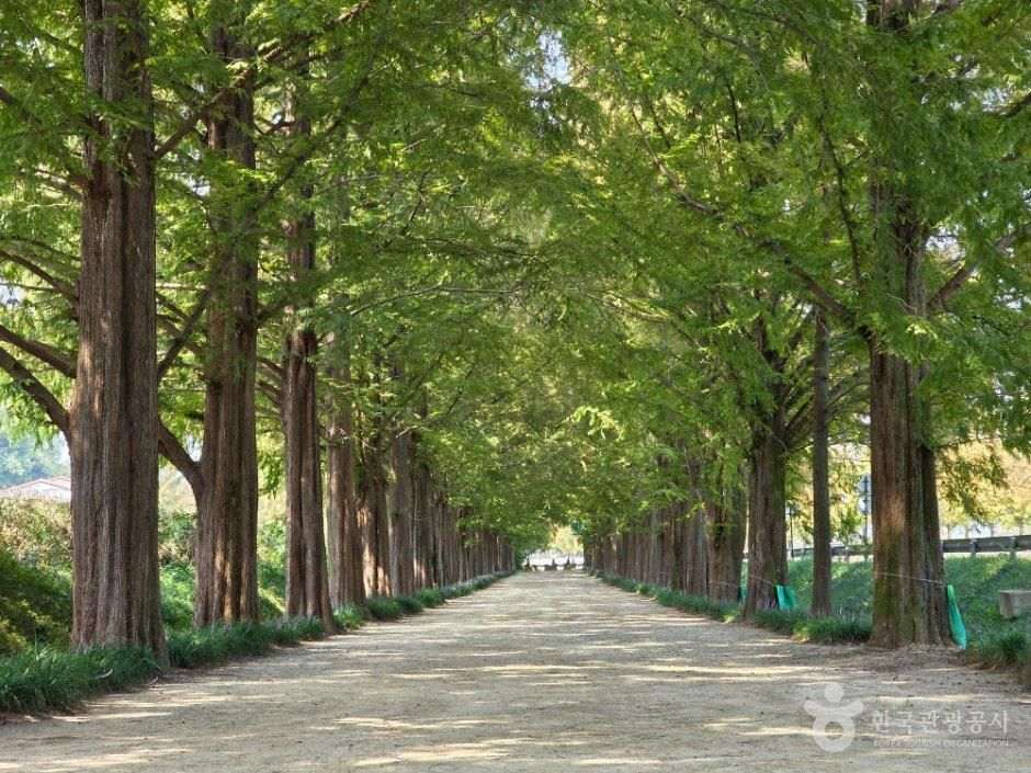 Damyang Metasequoia-lined Road