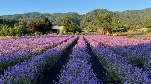 Hani Lavender Farm