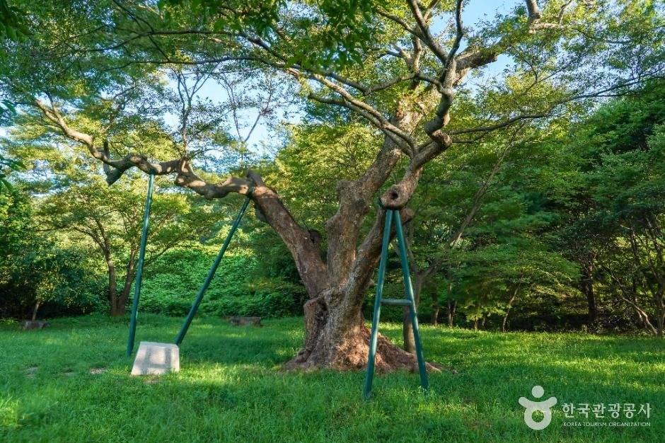포항 마북리 느티나무