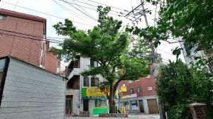 150년 수령 느티나무