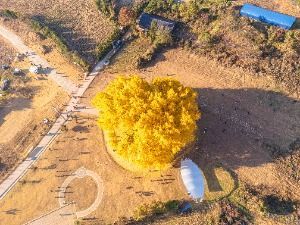 Wonju Bangye-ri Ginkgo Tree