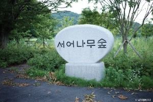 서어나무 숲
