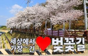 대청호 벚꽃길