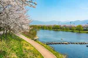 Gurye Seomjingang Cherry Blossom Trail