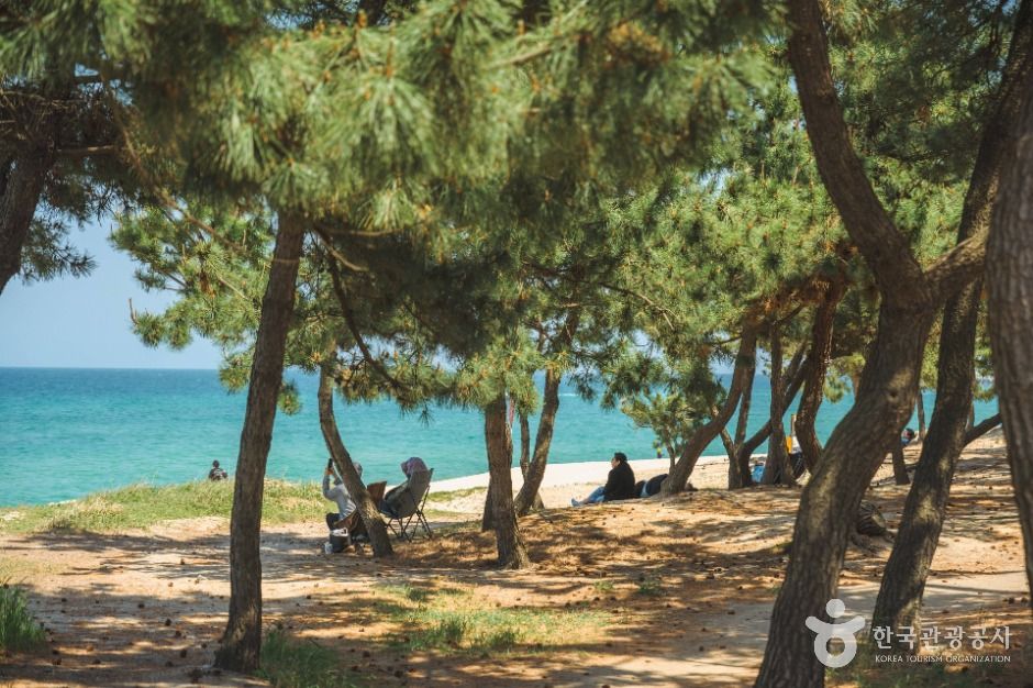 [해파랑길] 39코스(바우길 05구간)
