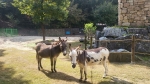 Donkey Starz