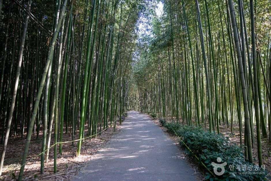 섬진강 대나무숲길