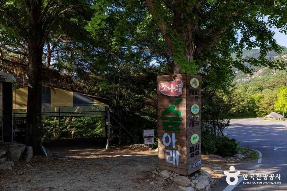 소나무숲아래캠핑장