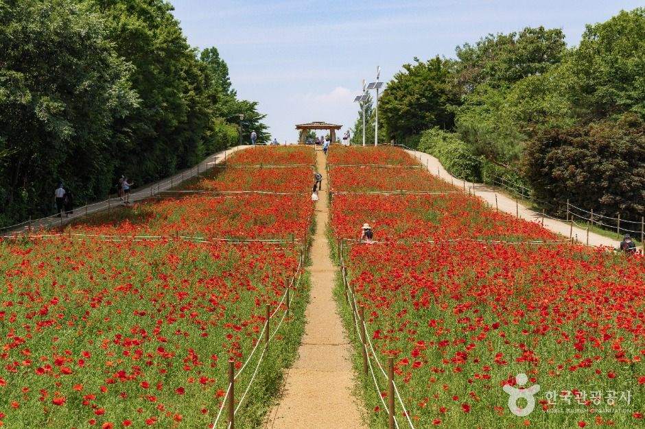 올림픽공원 들꽃마루