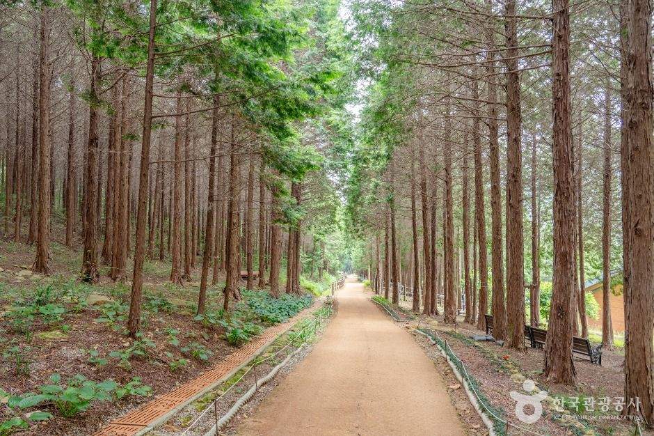 팔영산 편백 치유의 숲