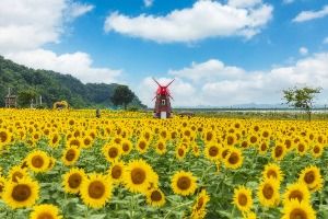 난정리 해바라기마을 정원