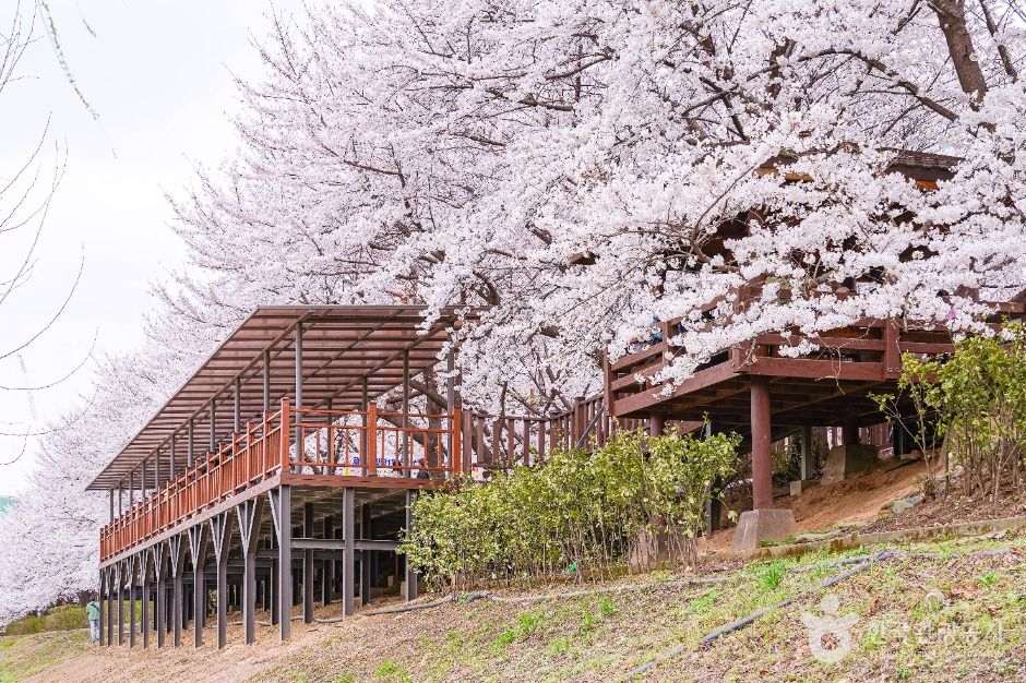 안양천제방벚꽃길