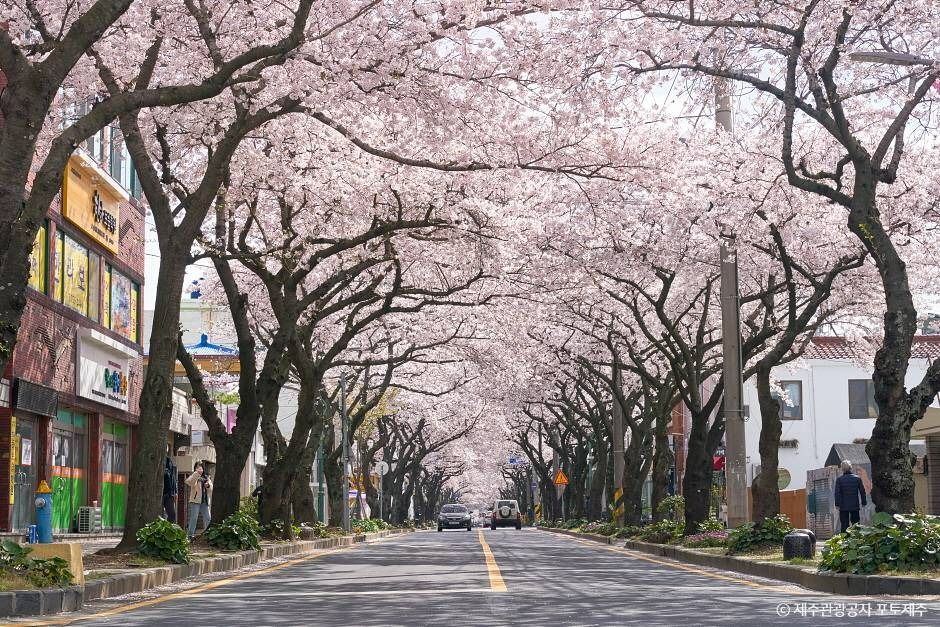 전농로 벚꽃거리