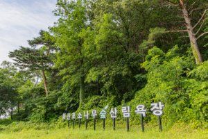화진포소나무숲산림욕장