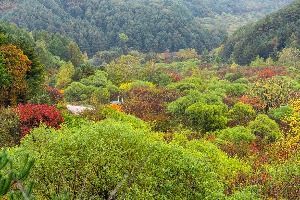 비밀의정원