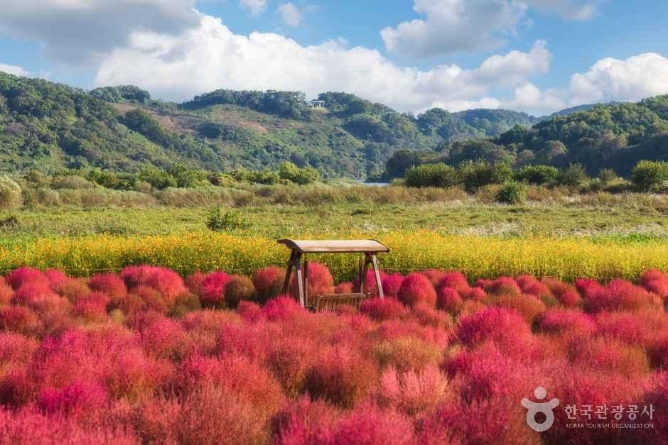 임진강 댑싸리정원