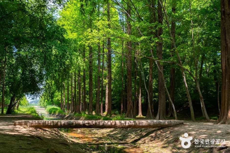 Gyeongbuk Millennium Forest Garden