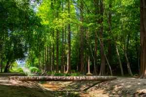 Gyeongbuk Millennium Forest Garden