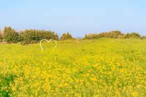 일출봉유채밭