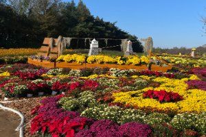 드림파크 국화축제