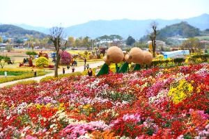 세계문화유산 화순 고인돌 가을꽃 축제