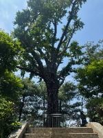 Ginkgo Tree at the Fortress Well Site