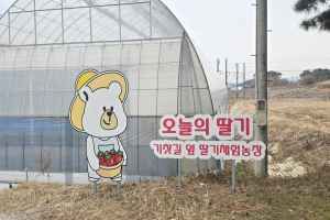 오늘의 딸기