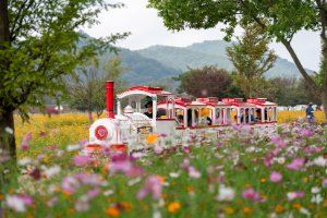 의령기강리치꽃축제